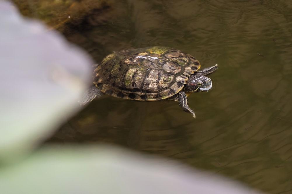 برانا ريزورت ناندانا المنطقة الخارجية
