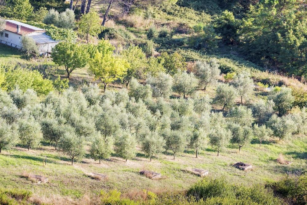 أبارتامينتو بيرا شيرد بول المنطقة الخارجية