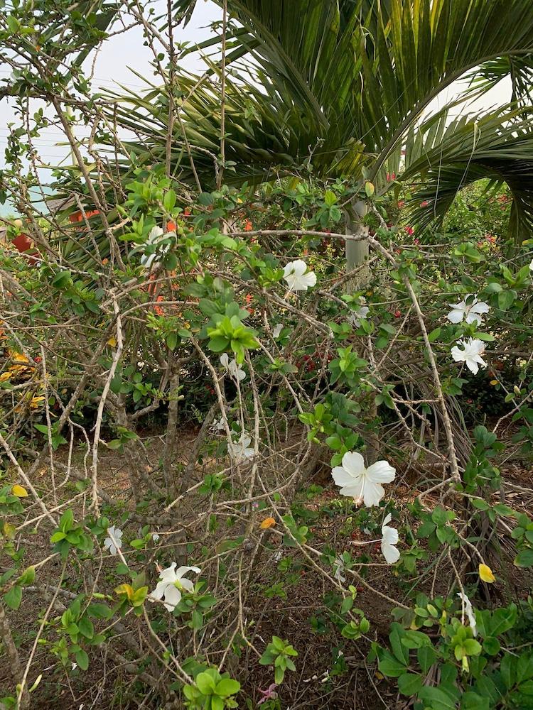 Paradise Ocean Resort Exterior