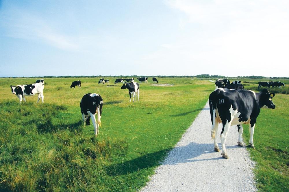 فليتشر هوتل-ريستورانت هايديهوف المنطقة الخارجية