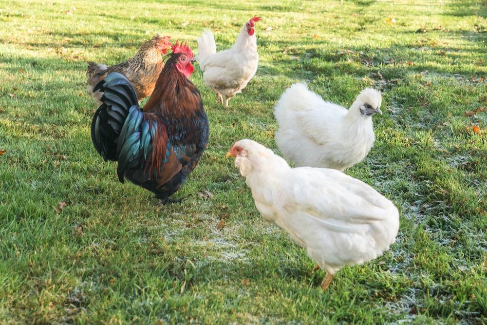 Dunroamin Apartment Property Grounds