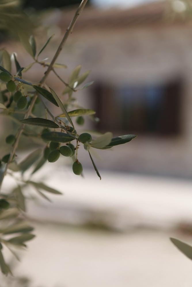 بد آند بريكفاست لافاندا إي روزمارينو تفاصيل الفندق من الخارج