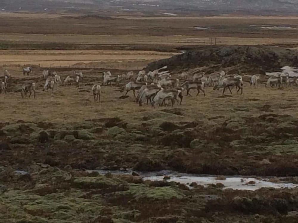 Gljúfraborg Property Grounds