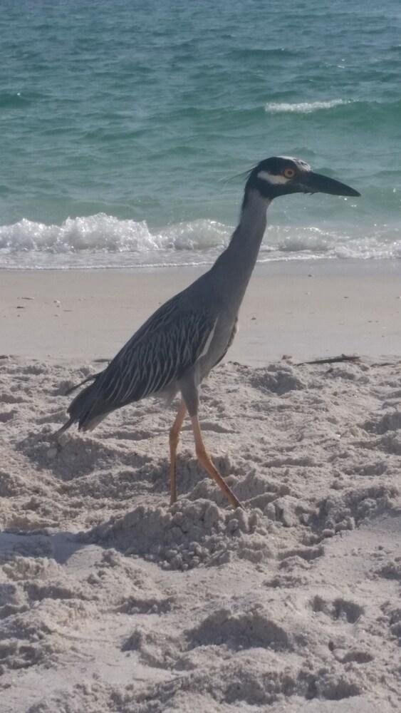 Escape Coastal Resort on Casey Key Beach